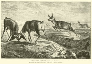 Prong-horn antilop, Antilocapra Americana av English School