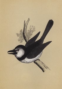 Puff Bird (färg litho) av English School