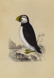 Puffin (färglitografi) av English School