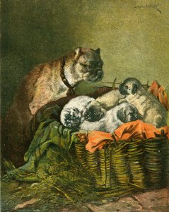 Mops och valpar