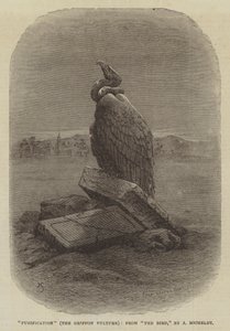 "Purification" (Griffon Vulture), från "The Bird," av J Michelet (gravyr) av English School