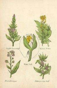 Purple Loosestrife, Skörbjugg, Näckros, Houndstongue, Petitory of the Wall (färg litho) av English School