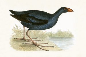 Purple Waterhen, illustration från "A History of the Birds of Europe Not Observed in the British Isles" av Charles Robert Bree (1811-86), publicerad 1867