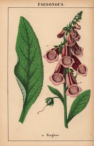 Lila fingerborgshandske  , från "The Instructive Picturebook, or Lessons from the Vegetable World," [Charlotte Mary Yonge], Edinburgh av English School