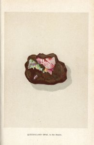 Queensland-opal i matrisen, från Edwin Streeters "Precious Stones and Gems", London, George Bell & Sons av English School