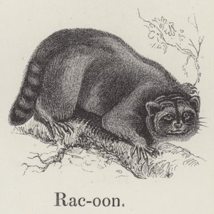 Racoon (gravyr) av English School