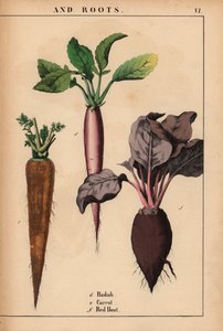 大根、人参、赤ビーツ。  、「教育的な絵本、または野菜の世界からの教訓」[シャーロット・メアリー・ヤング]、エジンバラスウェーデン語より av English School