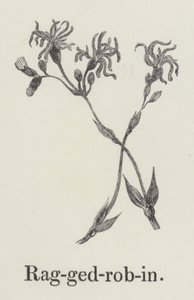 Ragged Robin (gravyr) av English School