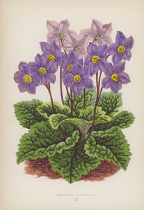 Ramondia Pyrenaica (färg litho) av English School