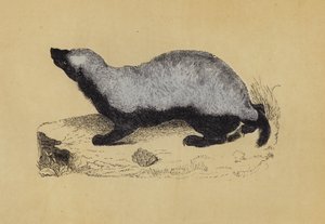 Ratel (färglitografi) av English School