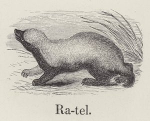 Ratel (gravyr) av English School