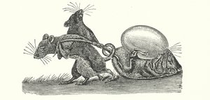 Ratten tragen ein Ei nach Hause (Gravur)