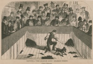 Ratting på Graham Arms (gravyr) av English School