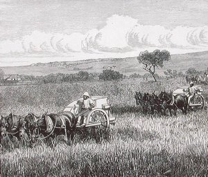 Reaping, South Adelaide, Australien av English School