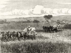 Reaping in South Adelaide, c.1880, från 