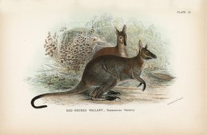 Rödhalsad Wallaby Tasmanian Variety av English School