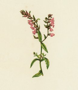 Röd Bartsia, Bartsia odontites (färglitografi) av English School