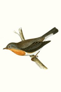 Rödbröst flugsnappare, illustration från 