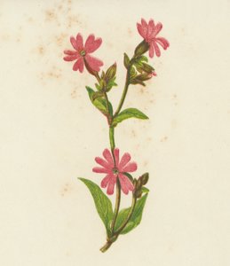 Rödkämpar, Lychnis Dioica (färglitografi) av English School