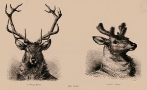 Red Deer (gravyr) av English School