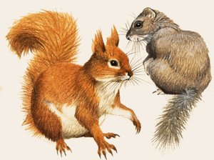 Röd ekorre och dormus av English School
