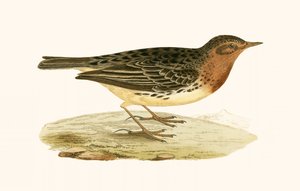 Red Throated Pipit, illustration från "A History of the Birds of Europe Not Observed in the British Isles" av Charles Robert Bree (1811-86), publicerad 1867