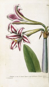 Röd- och vitrandig lilja, 1799-1810 av English School