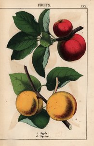 Röda äpplen och aprikoser   , från "The Instructive Picturebook, or Lessons from the Vegetable World," [Charlotte Mary Yonge], Edinburgh av English School