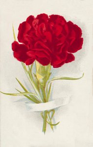 Röd nejlika (chromolitho) av English School