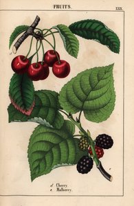 Röda körsbär och mullbärsfrukt   , från "The Instructive Picturebook, or Lessons from the Vegetable World," [Charlotte Mary Yonge], Edinburgh av English School