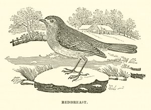 Rödbröst (gravyr) av English School