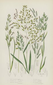 Vassängsgräs, Flytande ängsgräs, Krypande Havsängsgräs, Reflexängsgräs (färg litho) av English School
