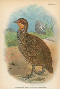 Reichenows barhalsade Francolin av English School