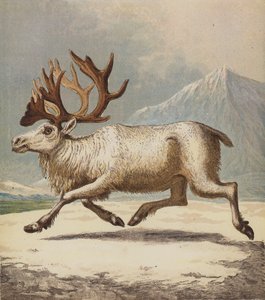 Renar (färg litho) av English School