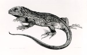 Reptil, illustration från 