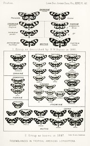 Likheter i tropiska amerikanska lepidoptera, illustration från The Hope Reports, Vol. II, 1897-1900., redigerad av Edward B. Poulton, Oxford, 1901 av English School