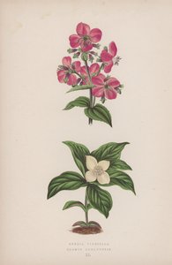 Rhexia Virginica; Cornus Canadensis (färglitografi) av English School