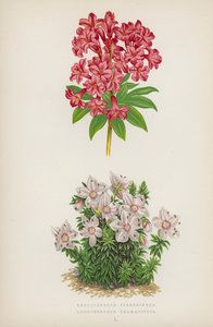 Rhododendron Ferrugineum; Rhododendron Chamaecistus (färglitografi) av English School