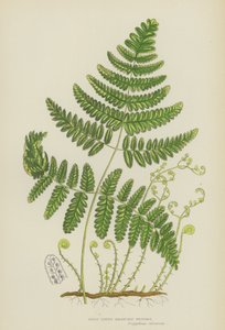 Styv tregrenad polypodi (färg litho) av English School