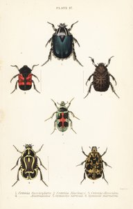 Rosenskavbaggar: Cetonia fascicularis 1, Heterorhina macleayi 2, Gametoides subfasciata 3, spelmansbagge, Eupoecila australasiae 4, Gymnetis hieroglyphica 5 och Gymnetis marmorea 6 av English School