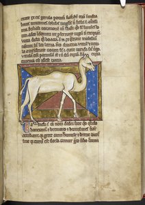 Royal MS 12 C XIX, f.33r Camel, från 