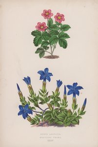 Rubus Arcticus; Gentiana Verna (färg litho) av English School