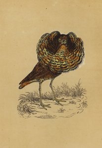 Ruff (färglitografi) av English School