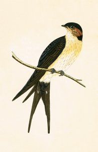 Rufous Swallow, illustration från "A History of the Birds of Europe Not Observed in the British Isles" av Charles Robert Bree (1811-86), publicerad 1867