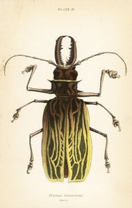 Sabeltandslanghornsbagge, Macrodontia cervicornis (Prionus cervicornis) av English School