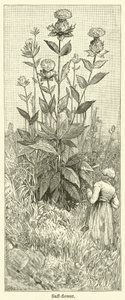 Saffransblomma (gravyr) av English School