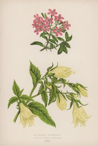 Saponaria Ocymoides; Symphyandra Pendula (färg litho) av English School