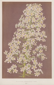 Saxifraga longifolia Vera (färglitografi) av English School