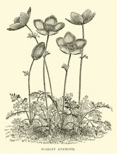 Scarlet anemone av English School