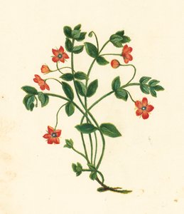 Scharlakansröd pimpernell, Anagallis Arvensis (färglitografi) av English School
